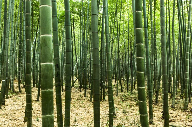  types of bamboo