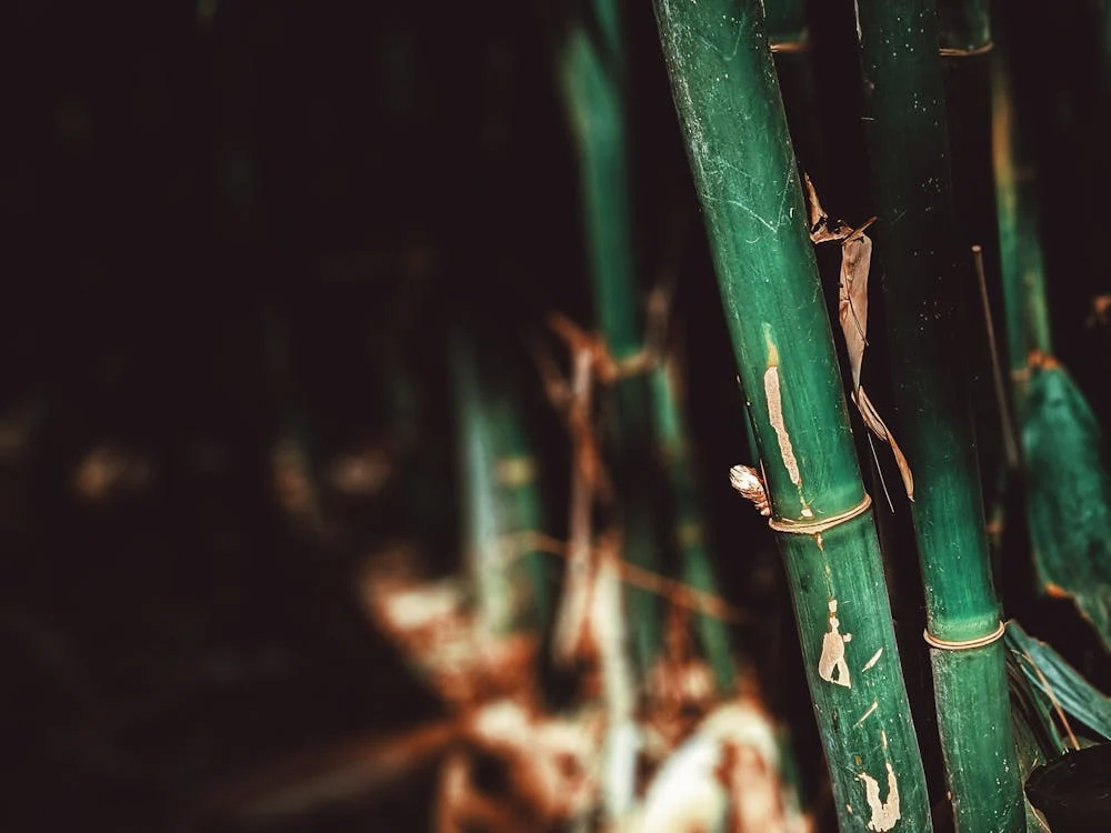 eco-friendly bamboo leverages