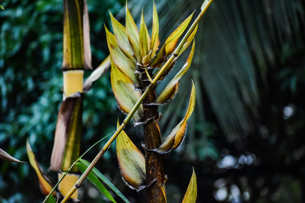 bamboo fun facts